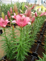 [4032 Lady Luck No01.JPG]